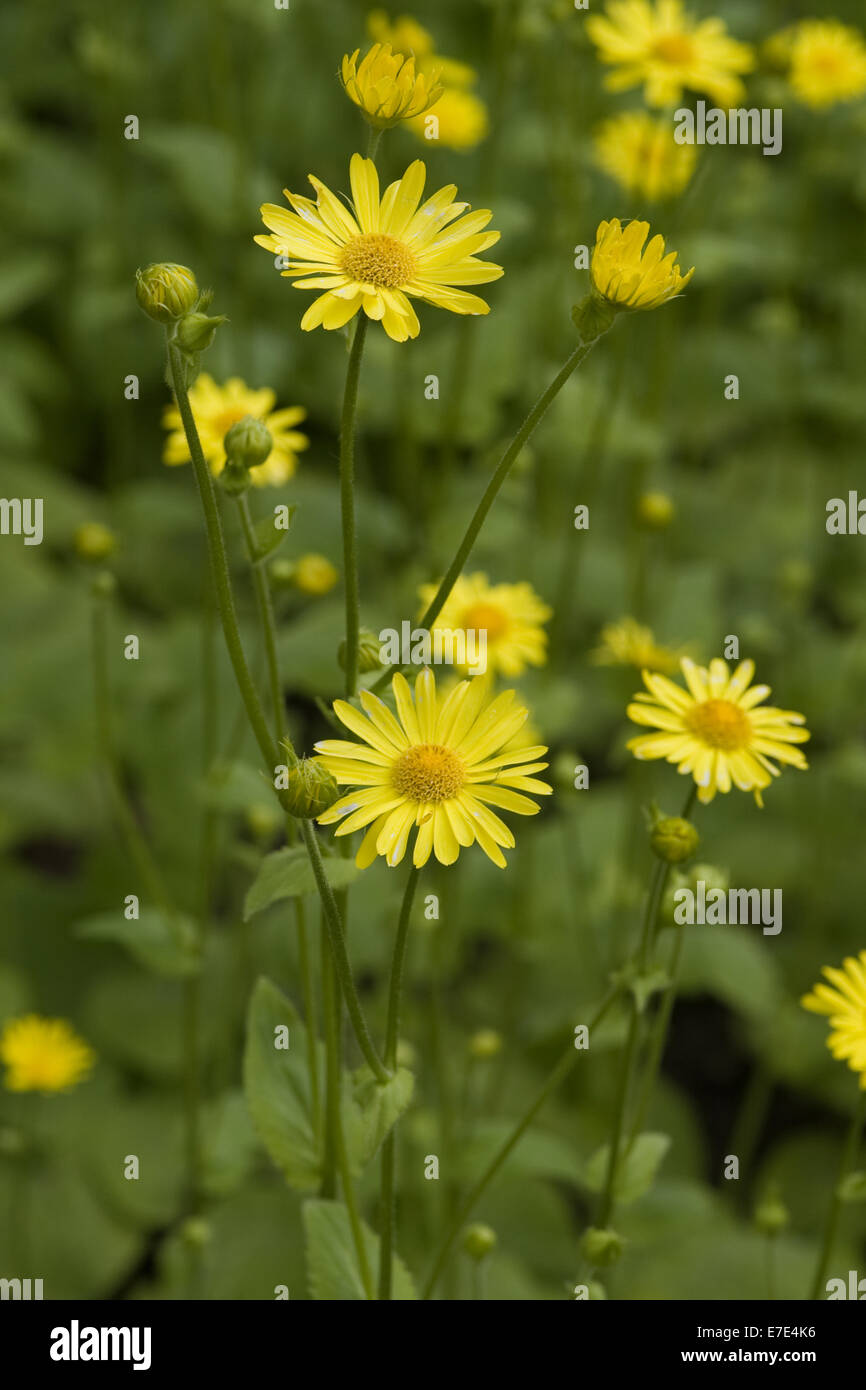 great false leopard's-bane, doronicum pardalianches Stock Photo