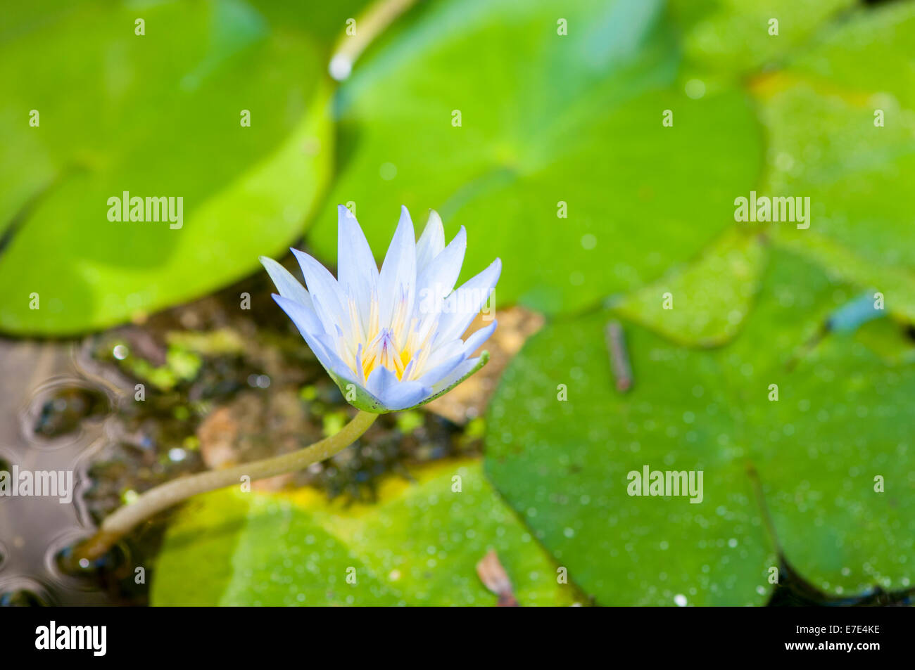 colorful flowers in the rainforest Stock Photo - Alamy