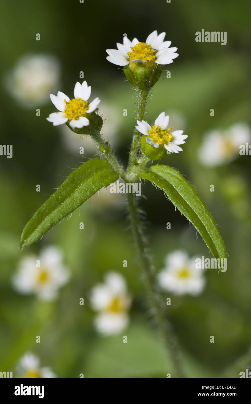 shaggy soldier, galinsoga ciliata Stock Photo