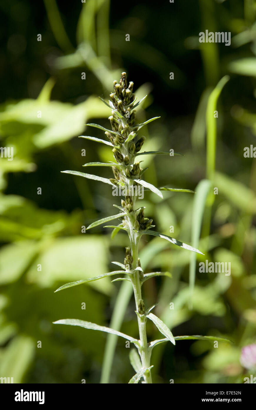 wood cudweed, gnaphalium sylvaticum Stock Photo