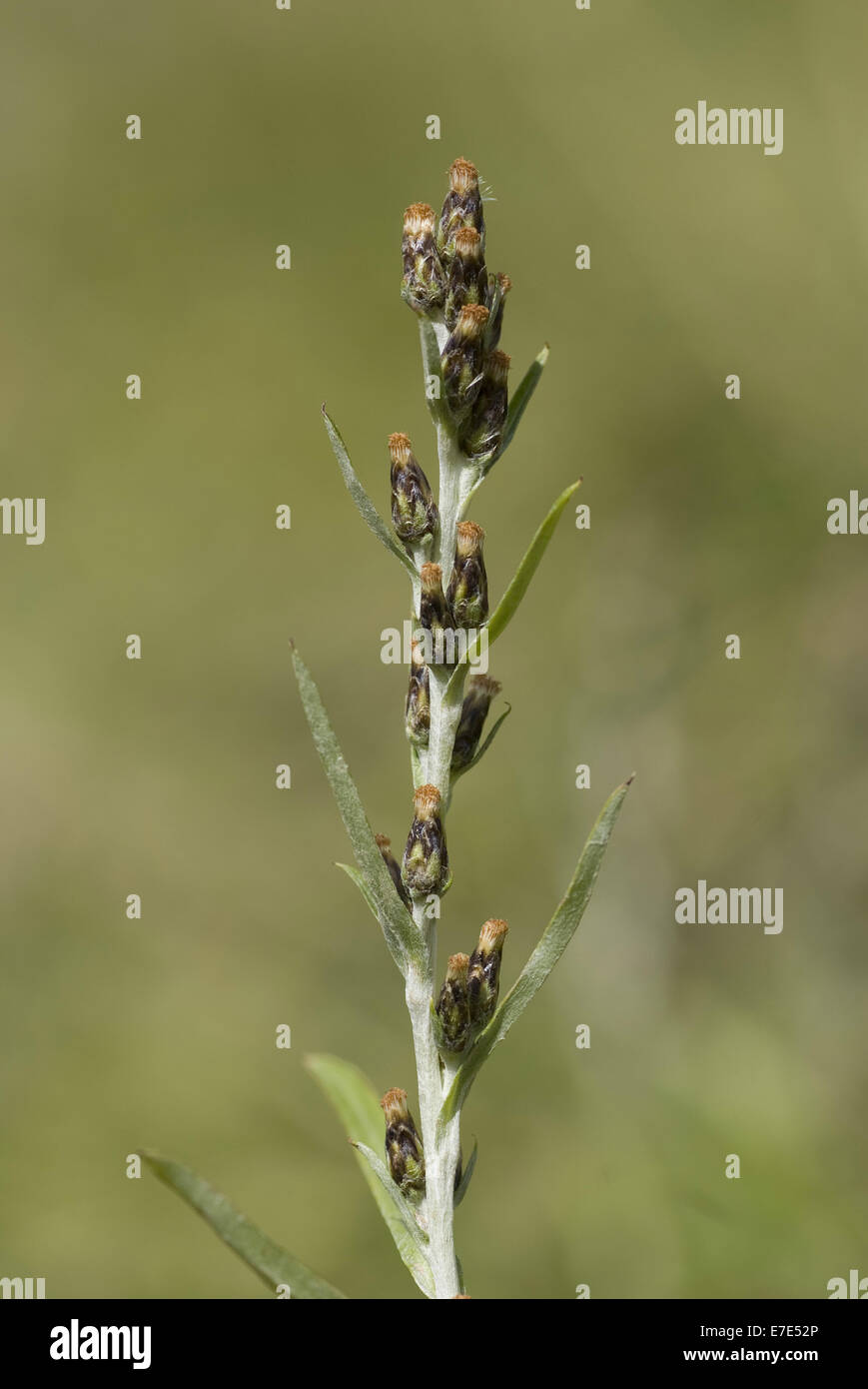 wood cudweed, gnaphalium sylvaticum Stock Photo