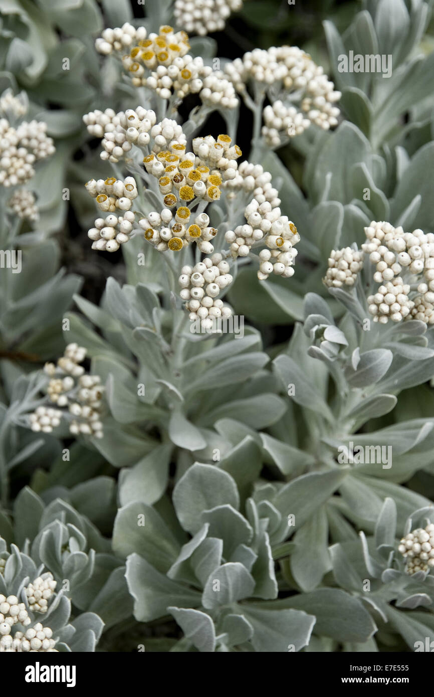 everlast, helichrysum gossypium Stock Photo