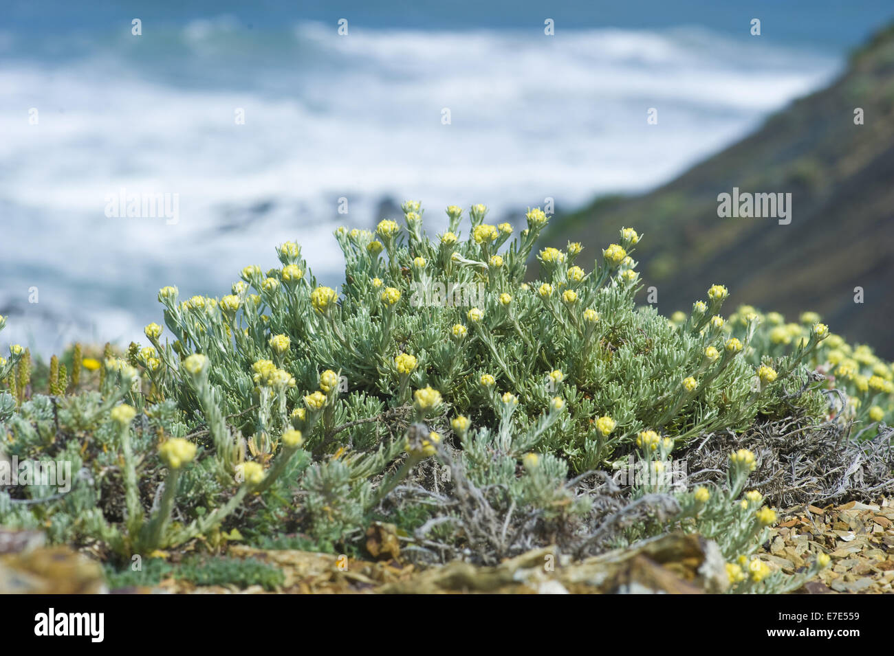 italian everlast, helichrysum picardii Stock Photo