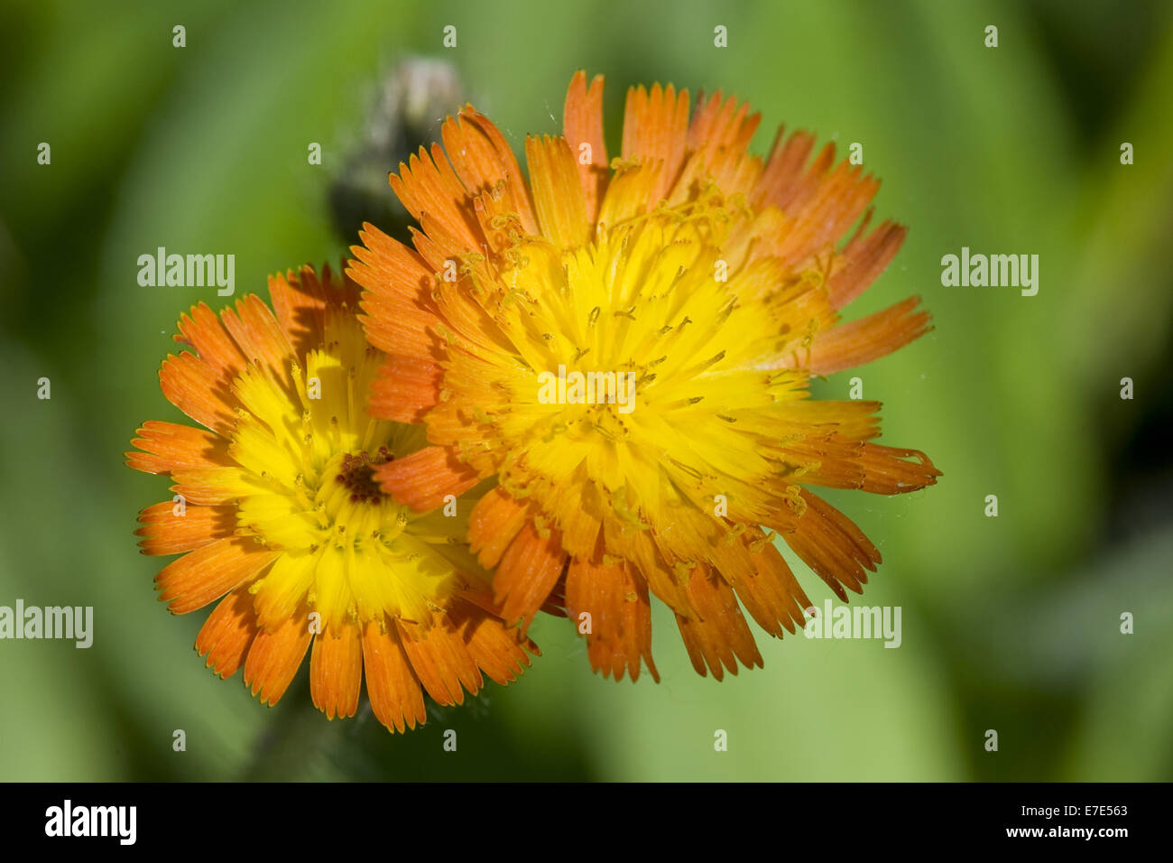 orange hawkweed, hieracium aurantiacum Stock Photo