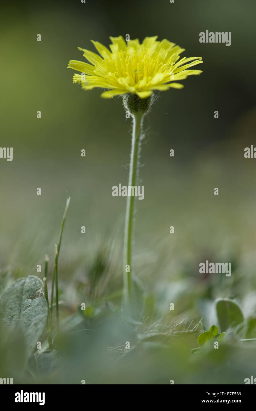 Hieracium pilosella hi-res stock photography and images - Alamy