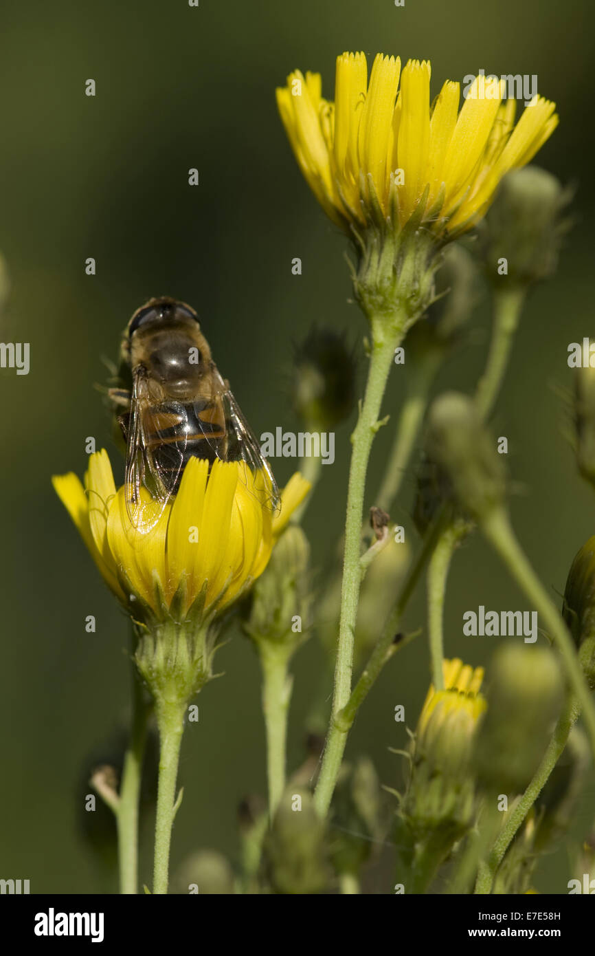 hieracium umbellatum Stock Photo