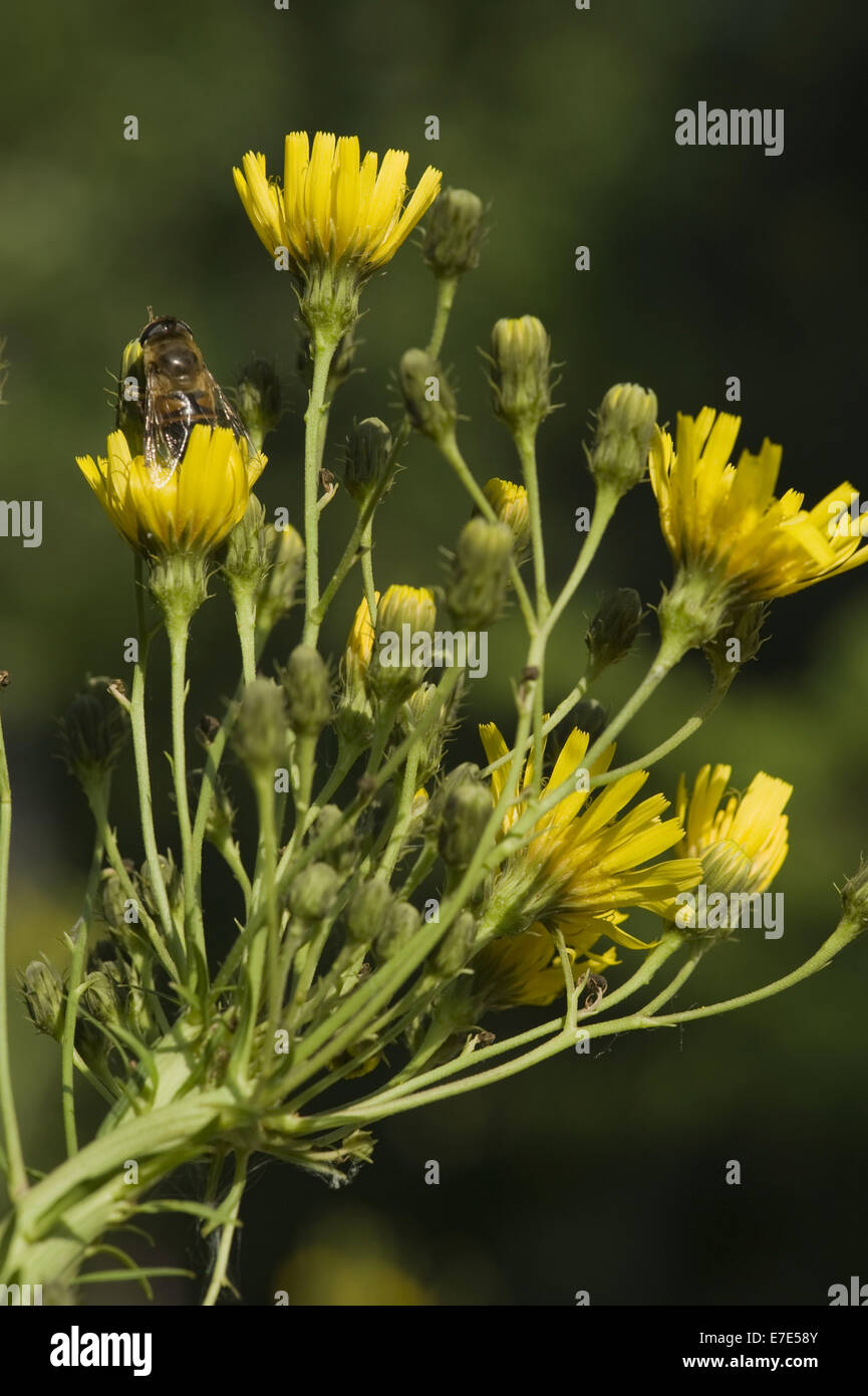 hieracium umbellatum Stock Photo