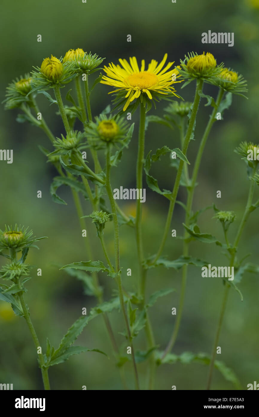 british yellowhead, inula britannica Stock Photo