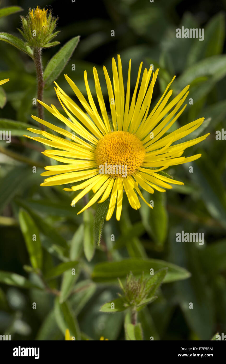 inula hirta Stock Photo