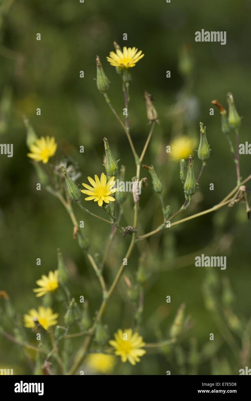 wild lettuce, lactuca virosa Stock Photo