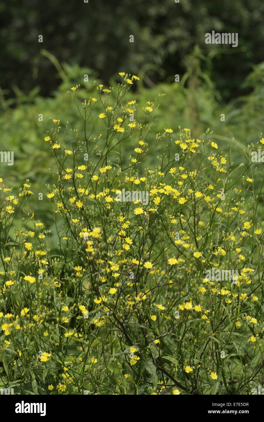 common nipplewort, lapsana communis Stock Photo