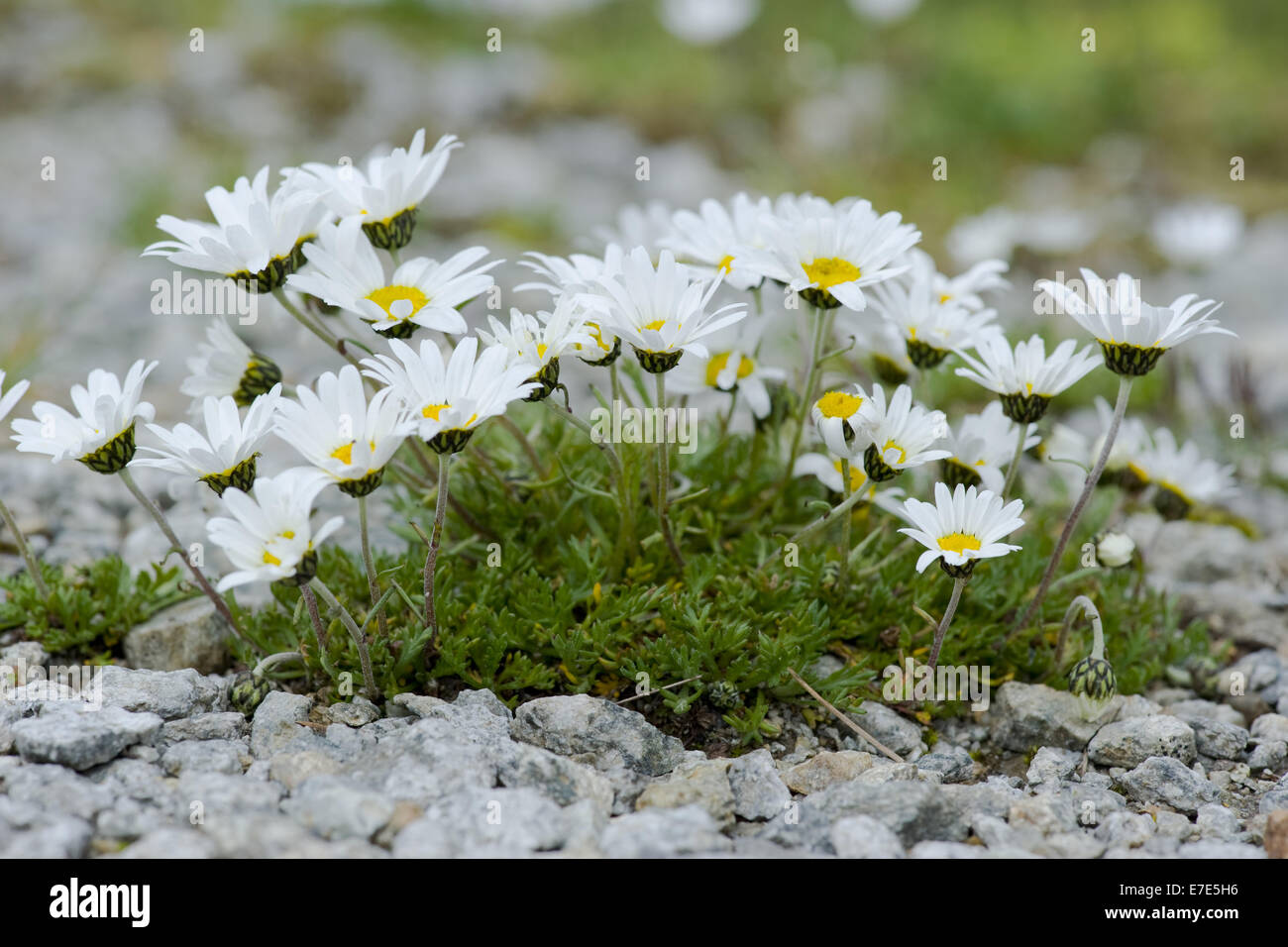 alpine moon daisy, leucanthemopsis alpina Stock Photo