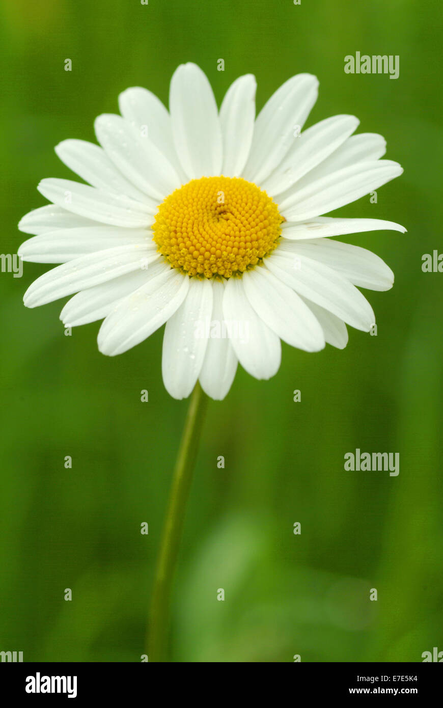 ox-eye daisy, leucanthemum vulgare Stock Photo