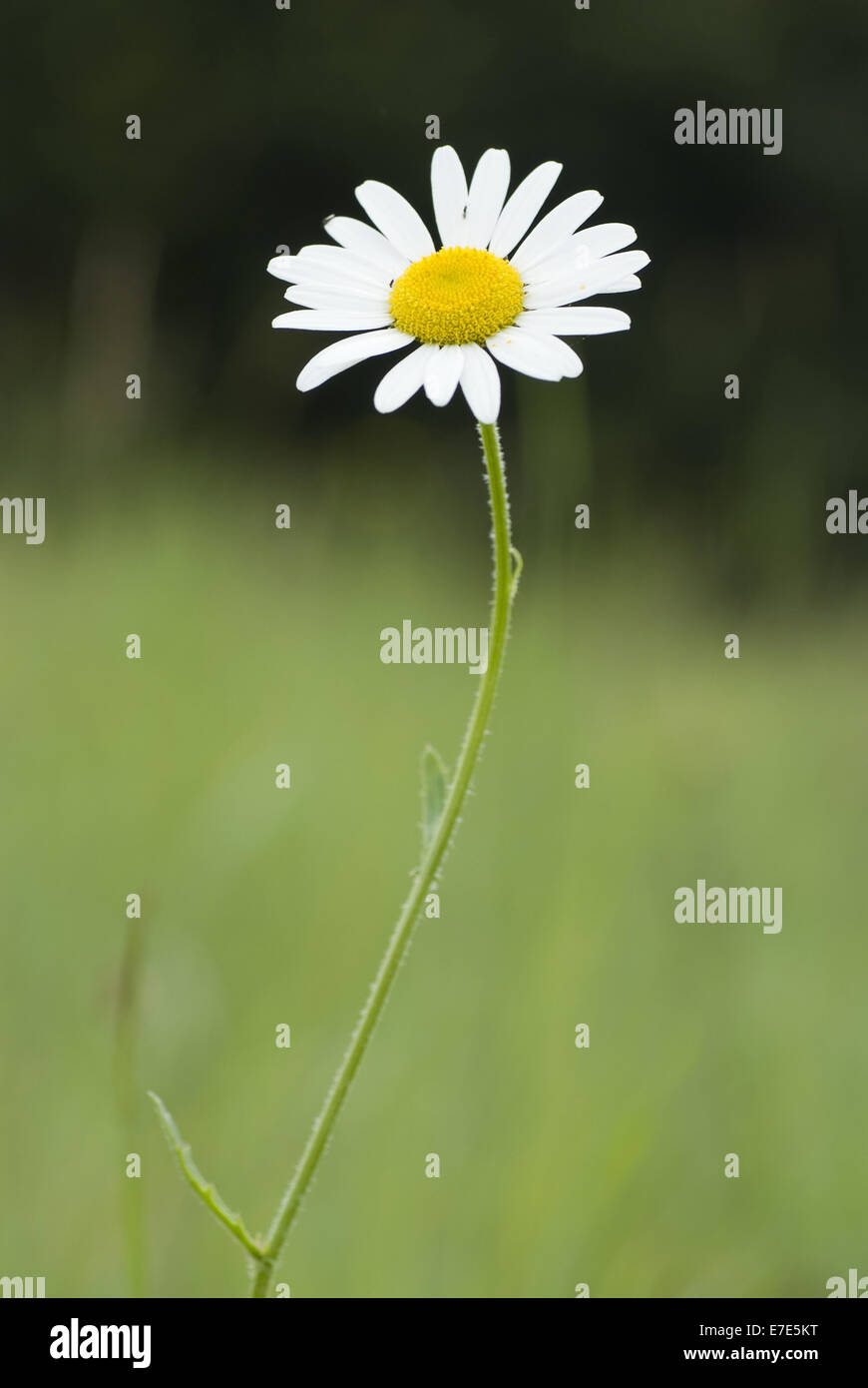 ox-eye daisy, leucanthemum vulgare Stock Photo