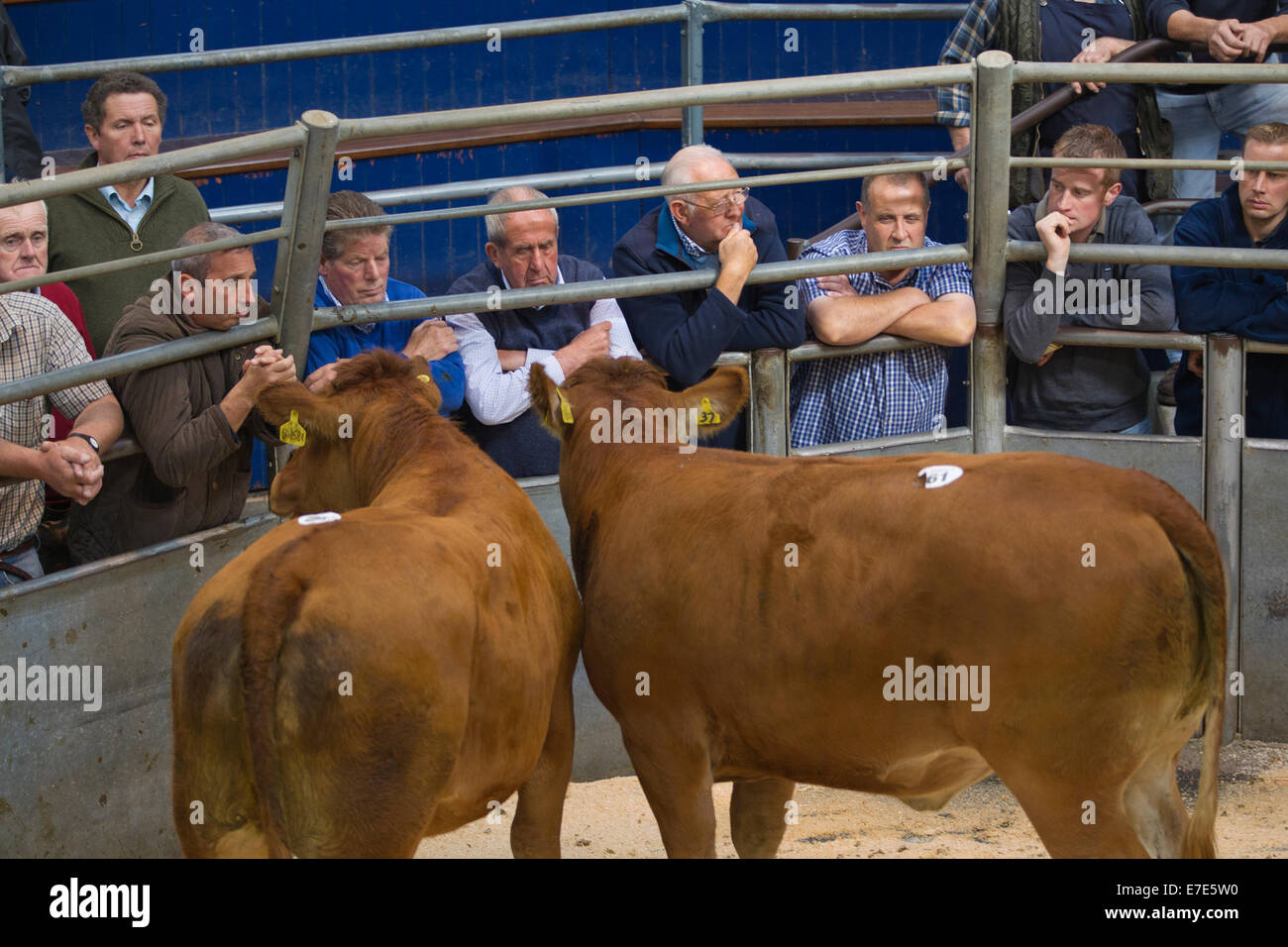 Harrison & Hetherington farmstock auctioneers, farmers attend the