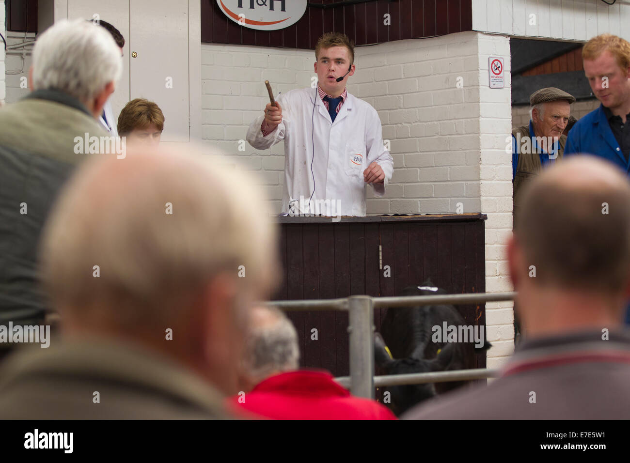 Harrison & Hetherington farmstock auctioneers, farmers attend the