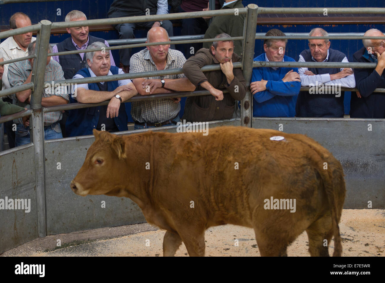 Harrison & Hetherington farmstock auctioneers, farmers attend the
