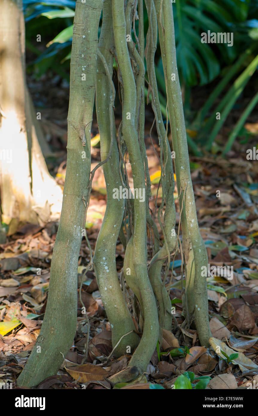 very large tree roots in the forest Stock Photo Alamy