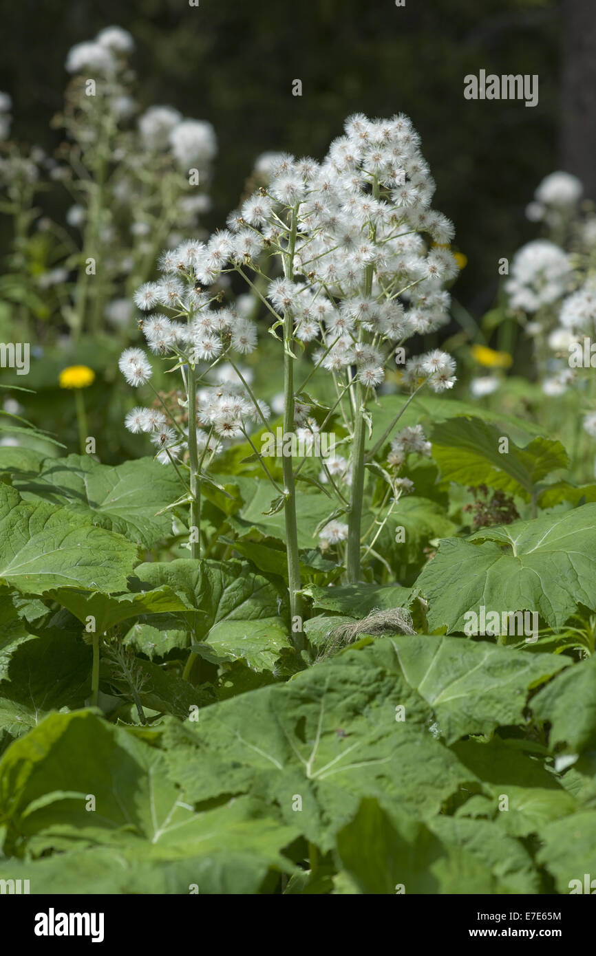 white butterbur, petasites albus Stock Photo