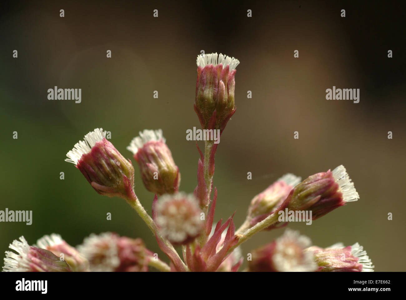 common butterbur, petasites hybridus Stock Photo