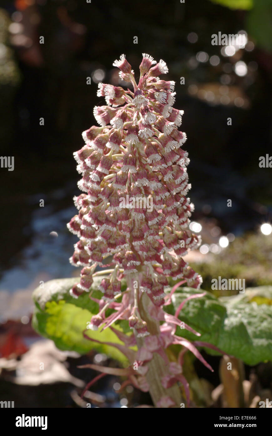 common butterbur, petasites hybridus Stock Photo