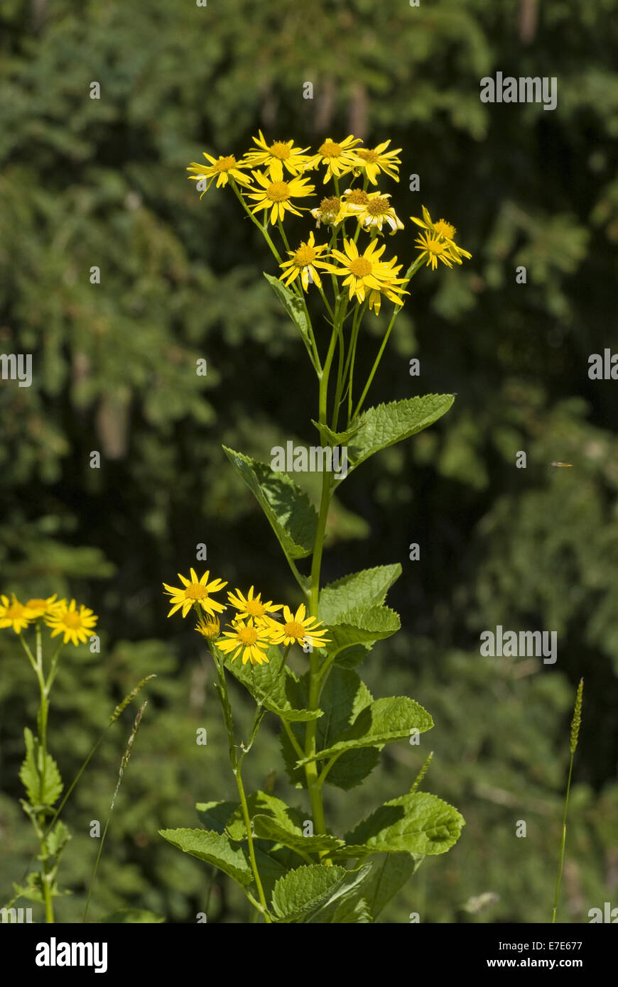 alpine ragwort, senecio alpinus Stock Photo