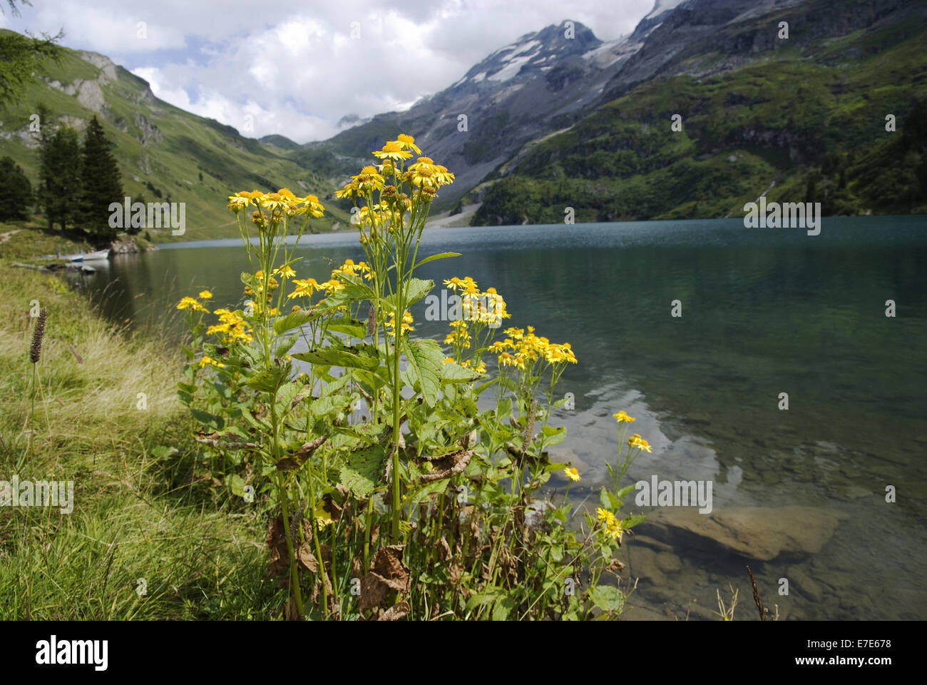 Alpine ragwort senecio alpinus hi-res stock photography and images - Alamy