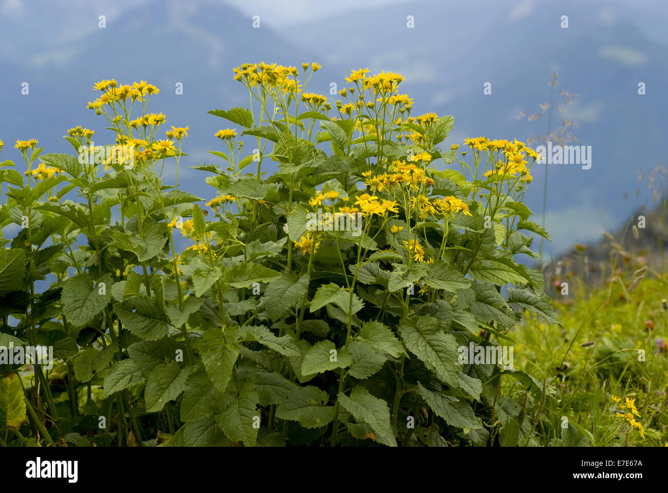 Alpine ragwort senecio alpinus senecio hi-res stock photography and ...
