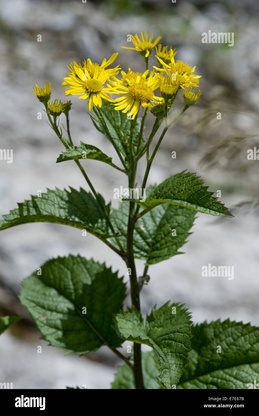 Ragwort hi-res stock photography and images - Alamy