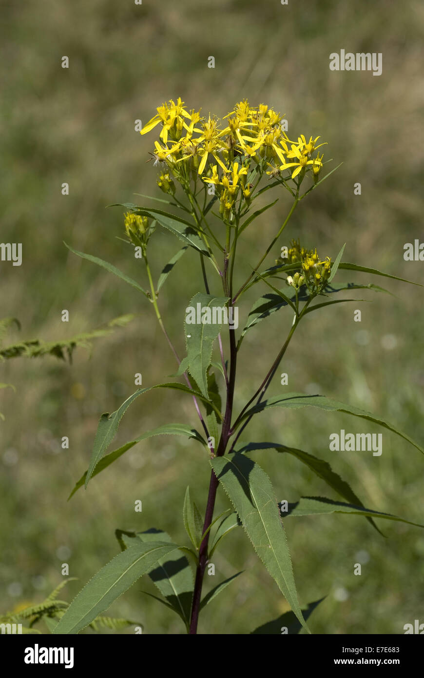 alpine wood ragwort, senecio ovatus ssp. alpestris Stock Photo - Alamy