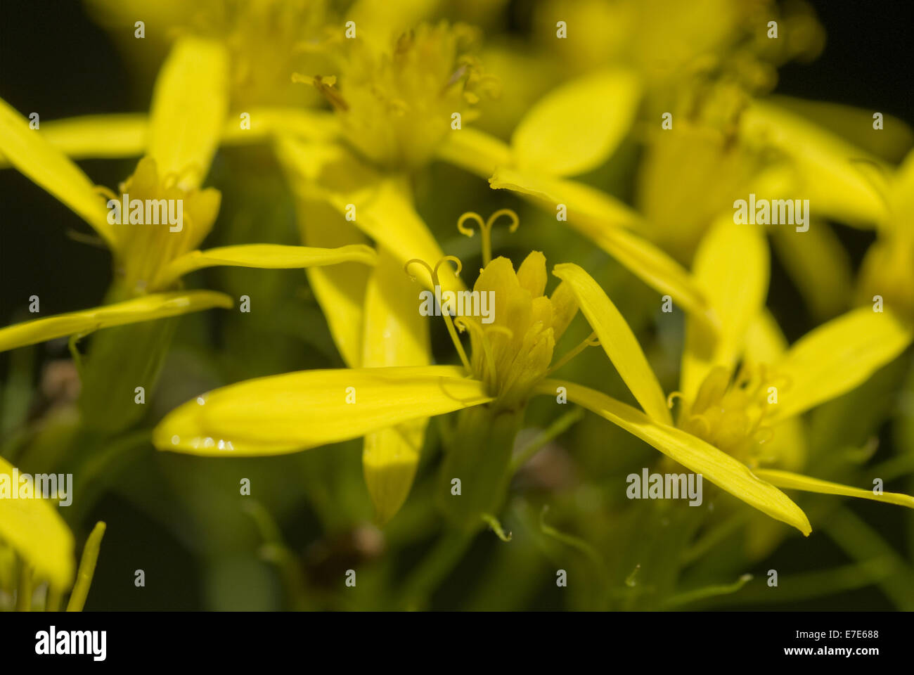 alpine wood ragwort, senecio ovatus ssp. alpestris Stock Photo - Alamy