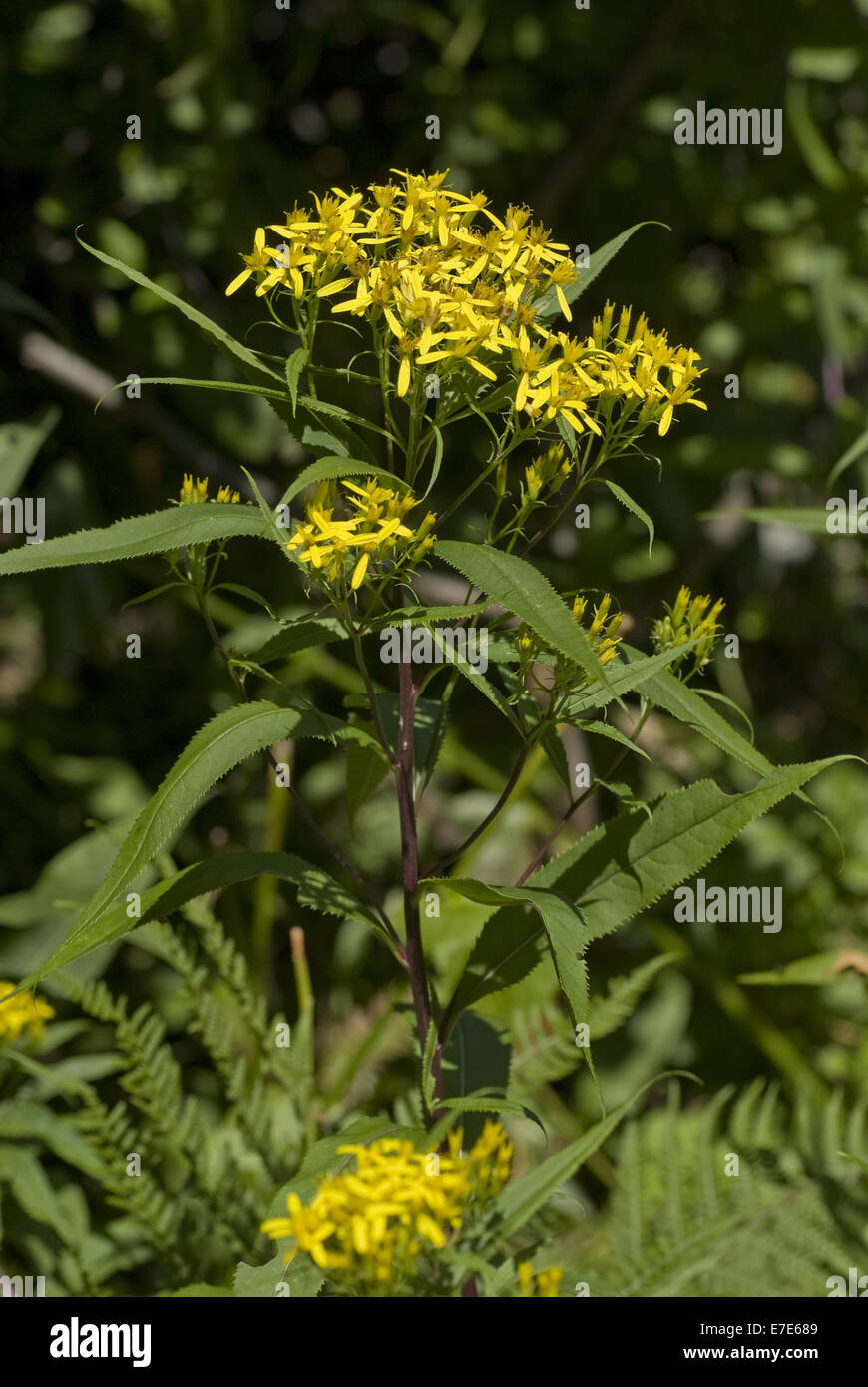 alpine wood ragwort, senecio ovatus ssp. alpestris Stock Photo - Alamy