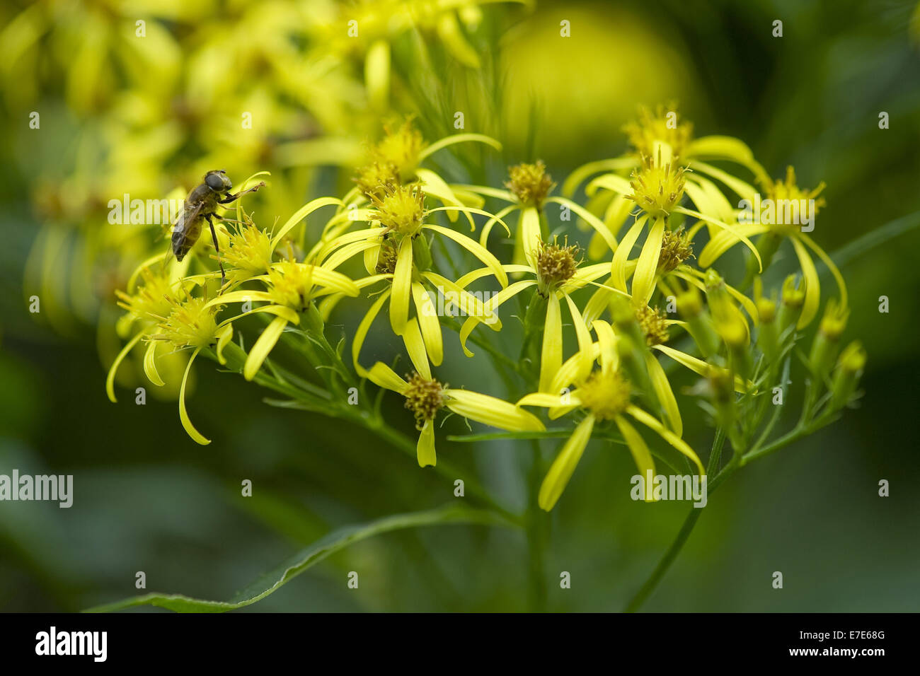 wood ragwort, senecio ovatus ssp. ovatus Stock Photo