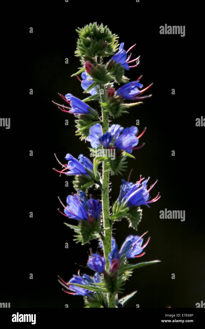 Euroasia purple wild flower. Photographed in Armenia Stock Photo Alamy