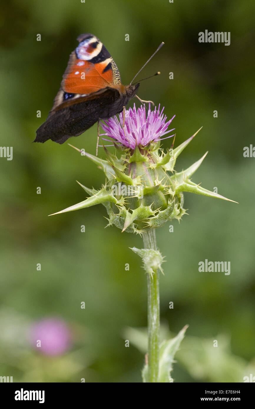 blessed milk thistle, silybum marianum Stock Photo