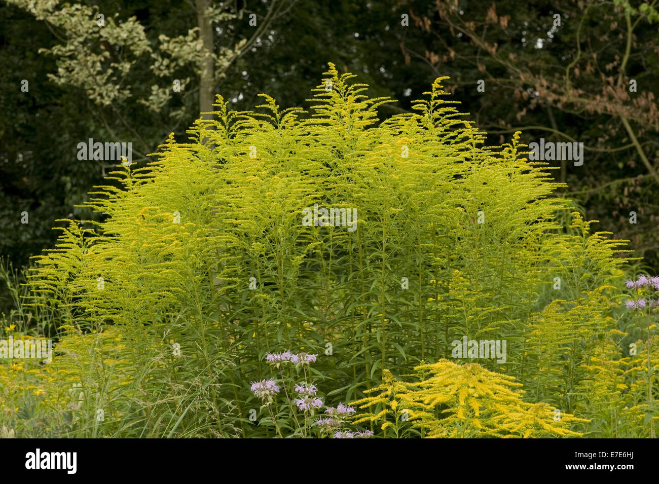 canadian goldenrod, solidago canadensis Stock Photo