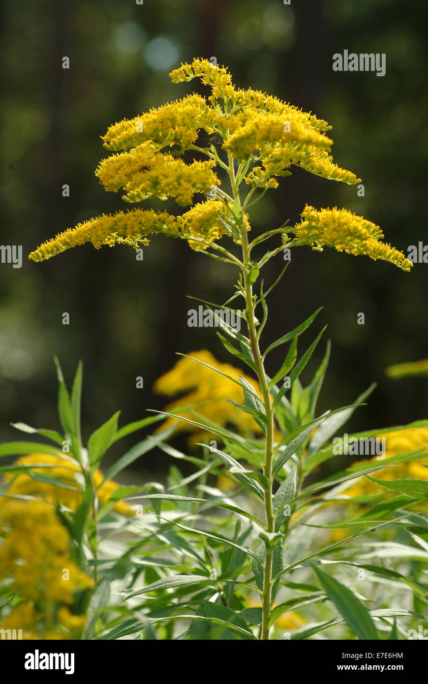 canadian goldenrod, solidago canadensis Stock Photo