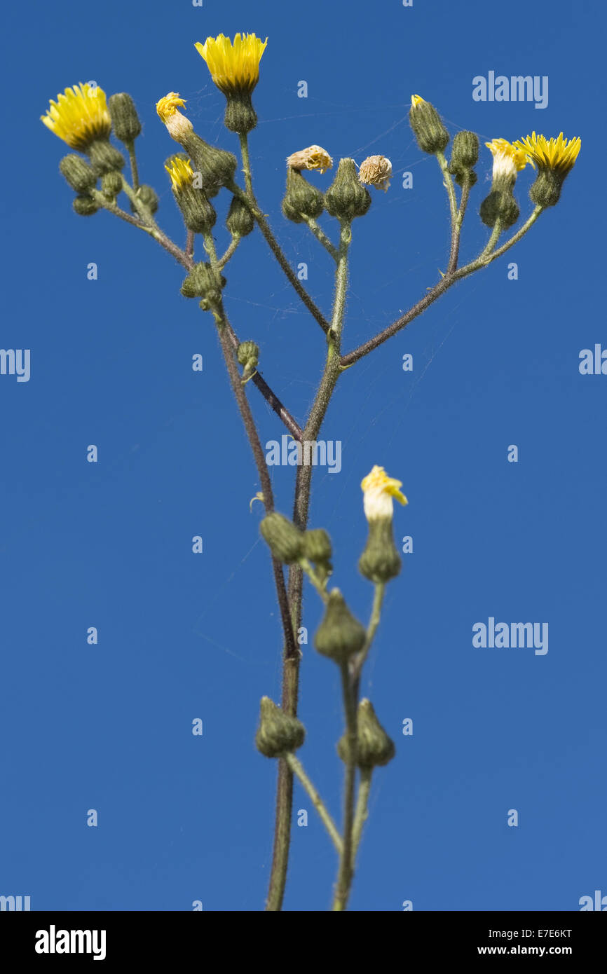 marsh sow thistle, sonchus palustris Stock Photo