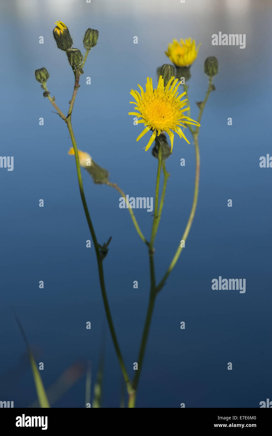 marsh sow thistle, sonchus palustris Stock Photo