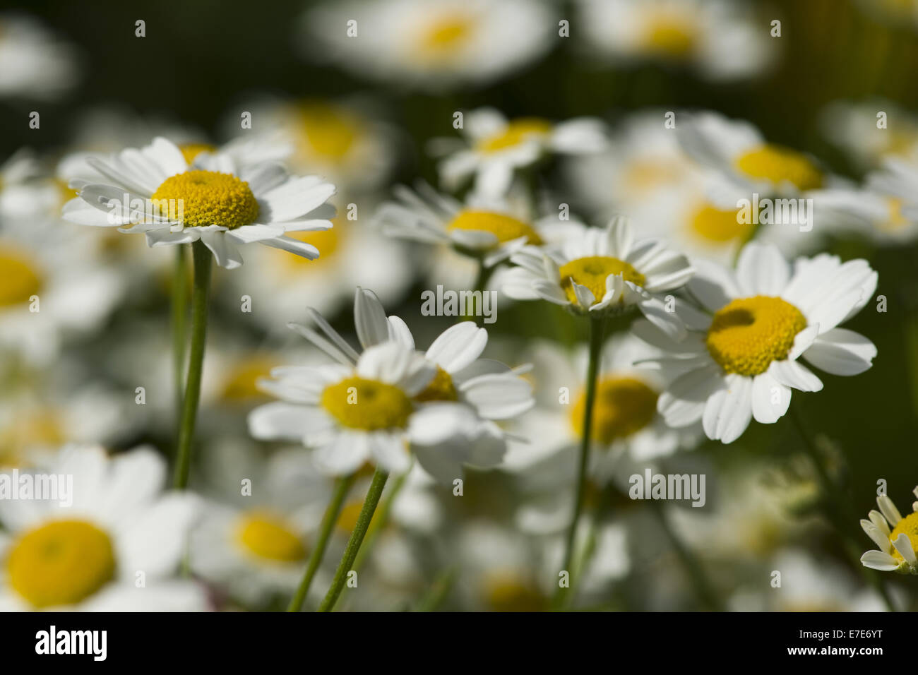 feverfew, tanacetum parthenium Stock Photo