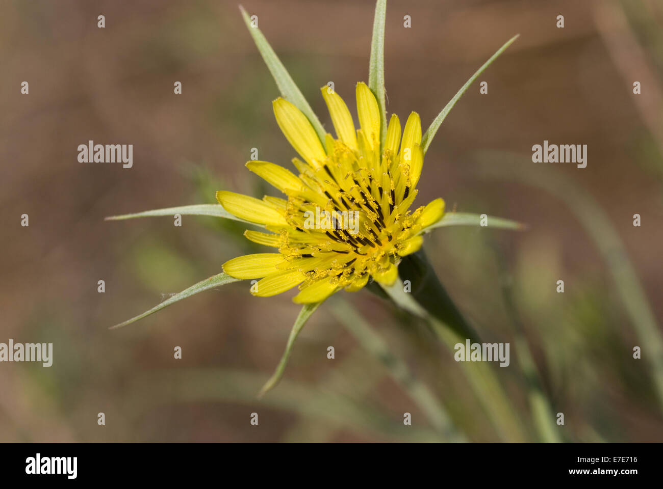 yellow salsify, tragopogon dubius Stock Photo