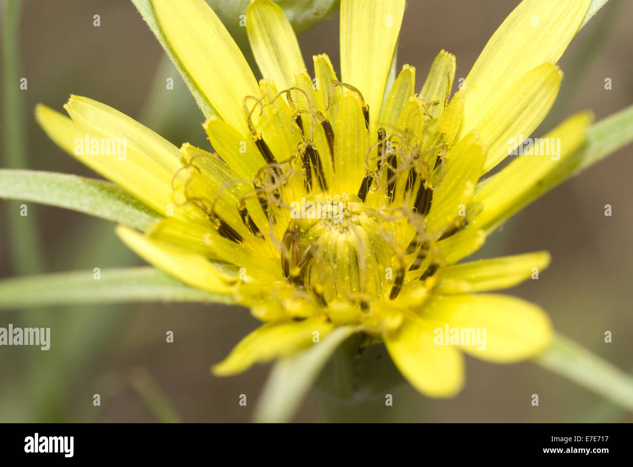 yellow salsify, tragopogon dubius Stock Photo