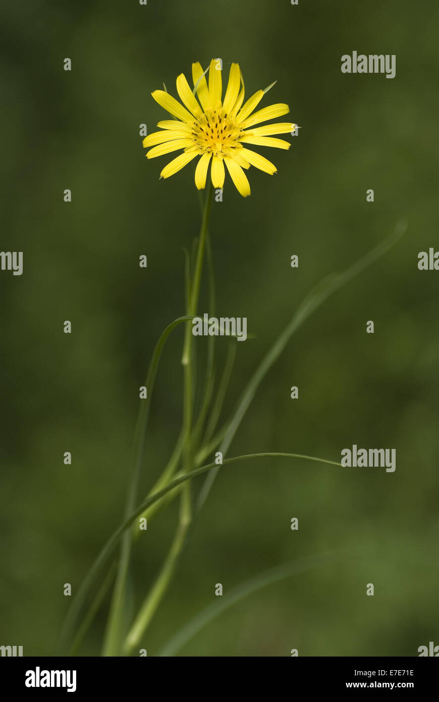 meadow salsify, tragopogon pratensis Stock Photo