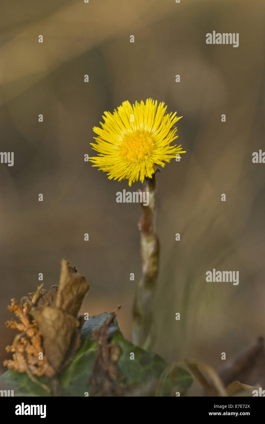 coltsfoot, tussilago farfara Stock Photo