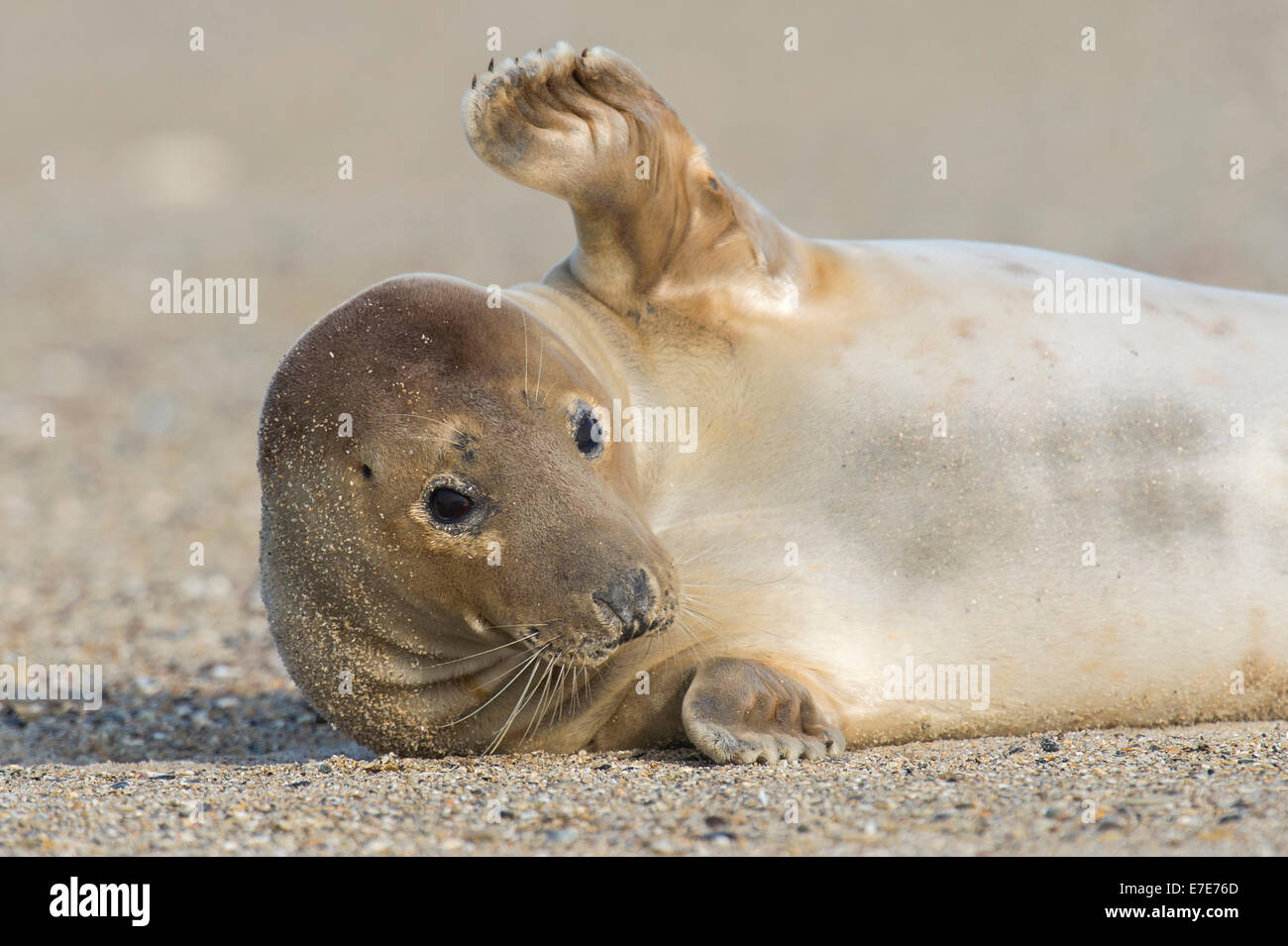 grey seal, halichoerus grypus, helgoland, north sea, germany Stock Photo