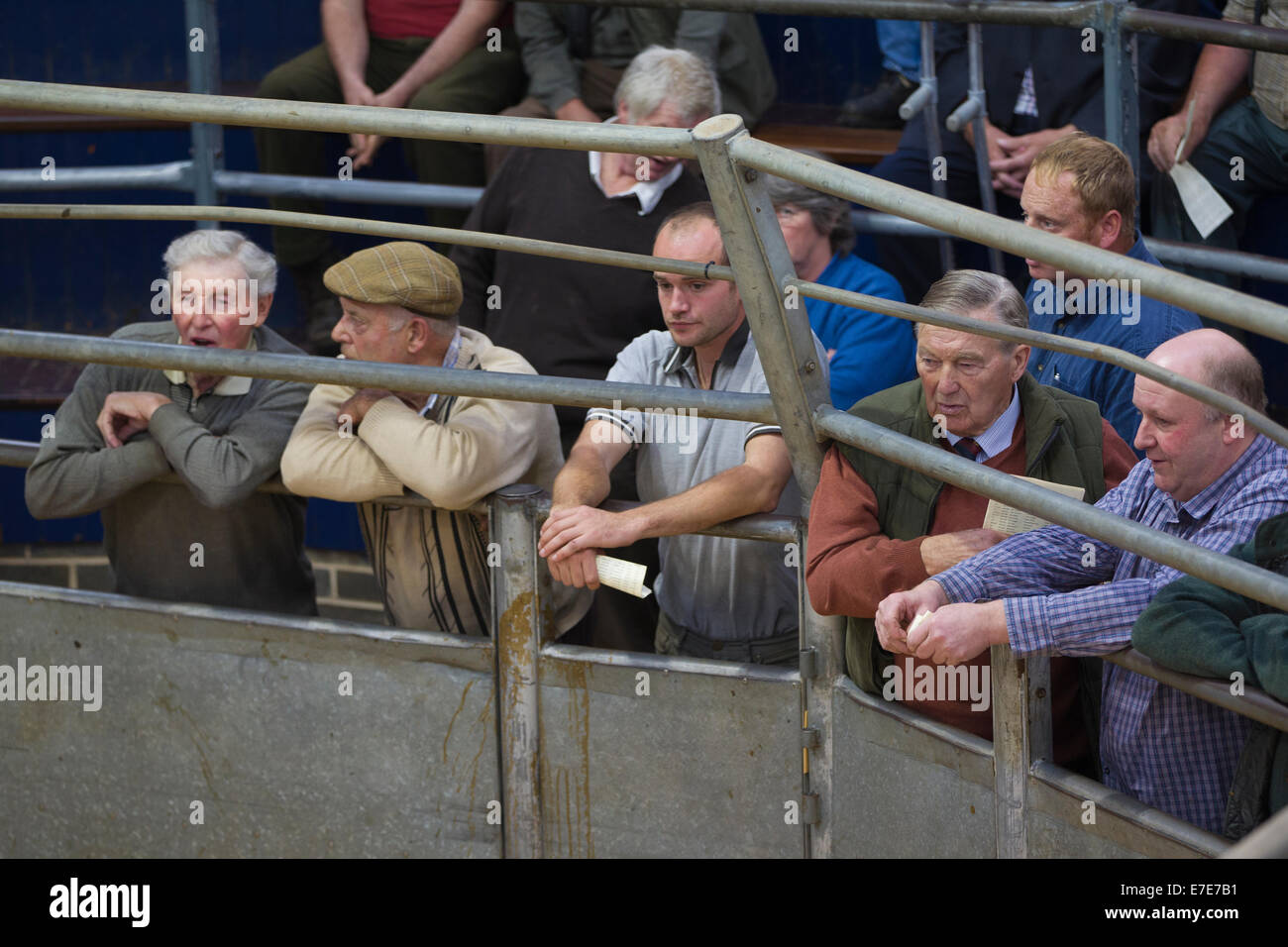 Harrison & Hetherington farmstock auctioneers, farmers attend the