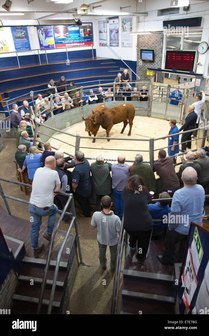 Harrison and hetherington hires stock photography and images Alamy