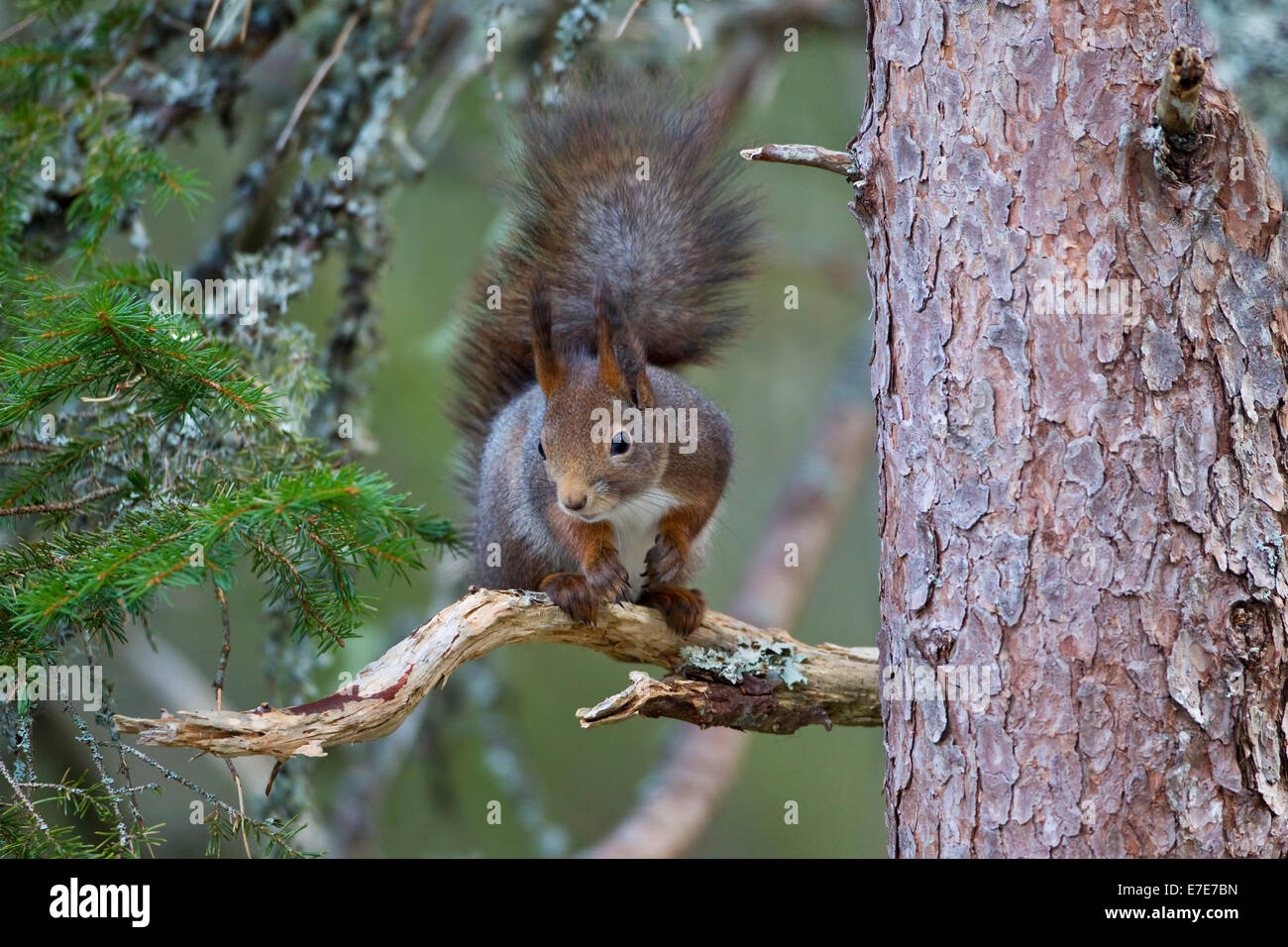 European Red Squirrel Sciurus vulgaris on the branch of a tree in ...