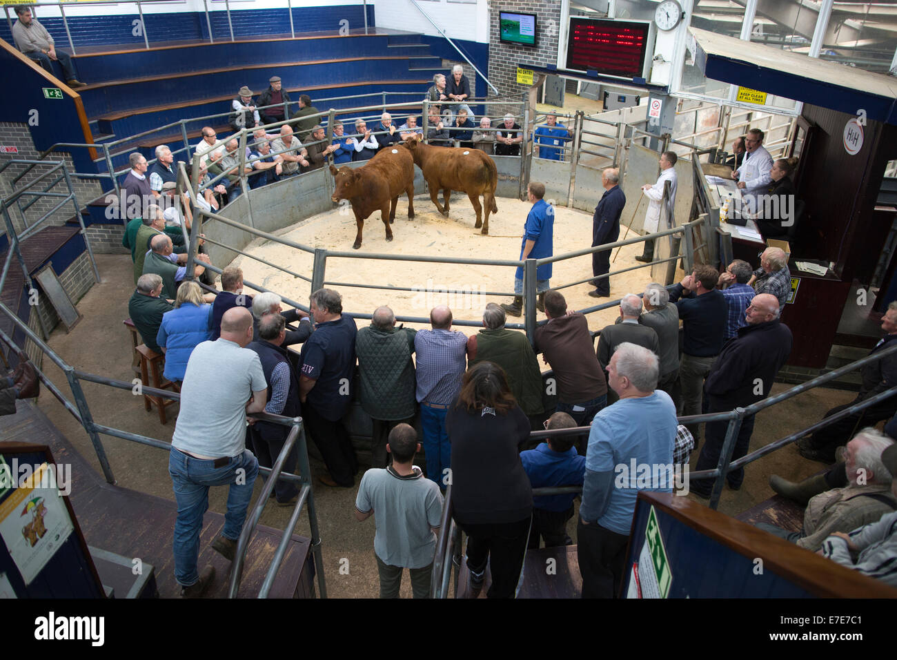 Harrison & Hetherington farmstock auctioneers, farmers attend the