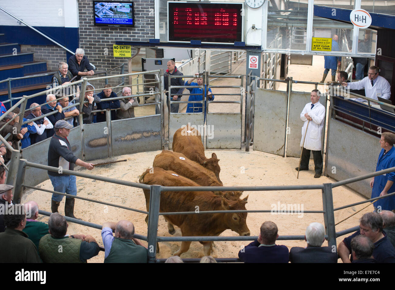 Harrison & Hetherington farmstock auctioneers, farmers attend the